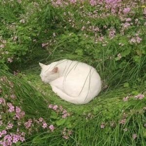 Meet your Posher, Kaili